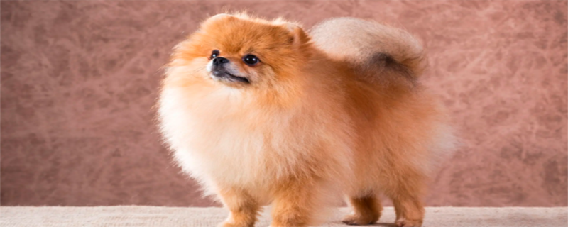 How does Pomeranian take a shower