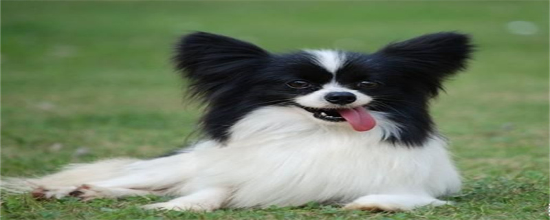 Prevention and treatment of skin diseases in Papillon dogs