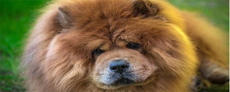 Precautions for Chow Chow Breeding in Summer