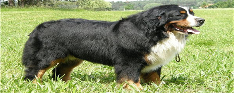 What are the Personality Traits of the Bernese Mountain Dog?