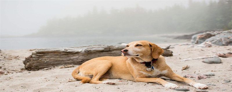 Dog Allergy Causes and Treatments