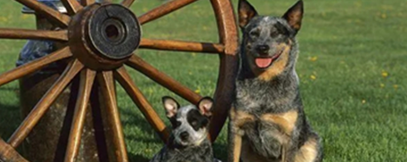 Australian Shepherd Breeding Tips​