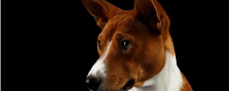 Basenji price and feeding method