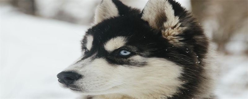 Causes of eye droppings in huskies