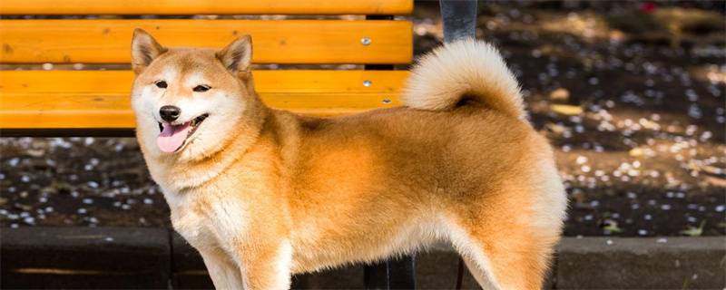 Where is the best place to buy a Shiba Inu?