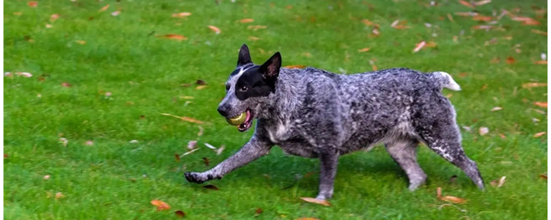 What color is the Australian Cattle Dog?