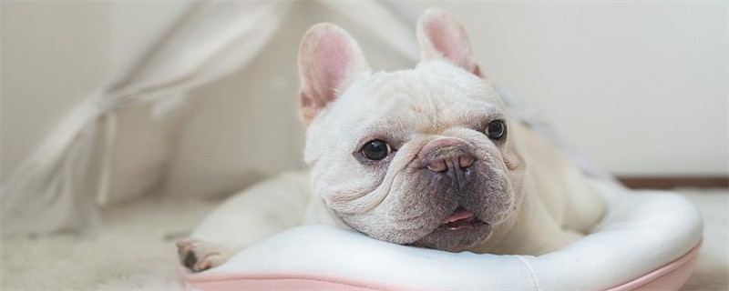 Characteristics of the French Bulldog