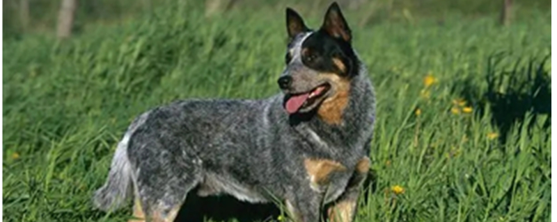 How to tell what disease the Australian Cattle Dog has