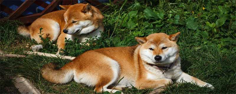 Why Shiba Inu is so cute