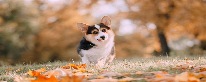 What should I do if my corgi eats too much and throws up?