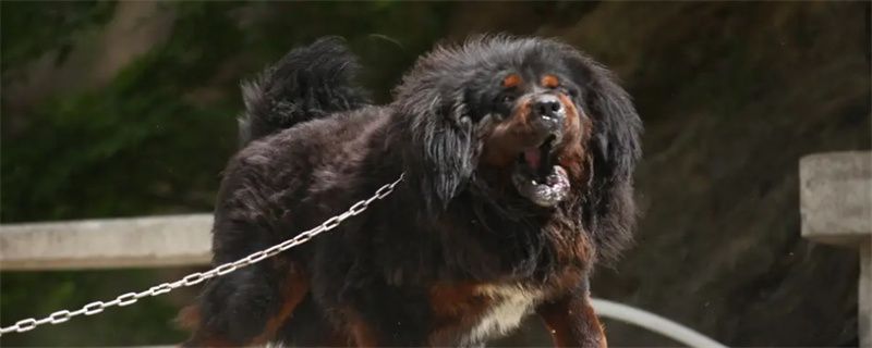 What are the training skills of Tibetan Mastiff