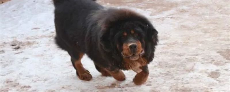 Tibetan Mastiff Life Habits