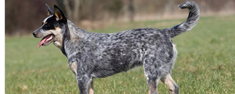 Australian Cattle Dog coat colors