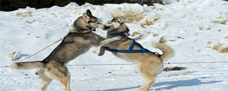 What to do if the Alaskan sled dog eats too much and has diarrhea