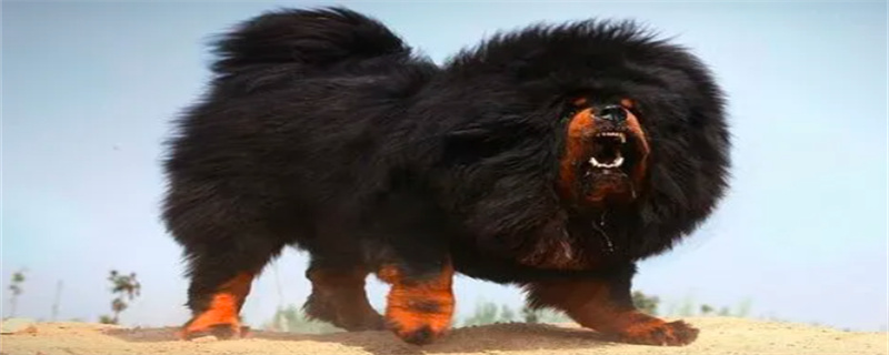 What can't Tibetan Mastiff eat?