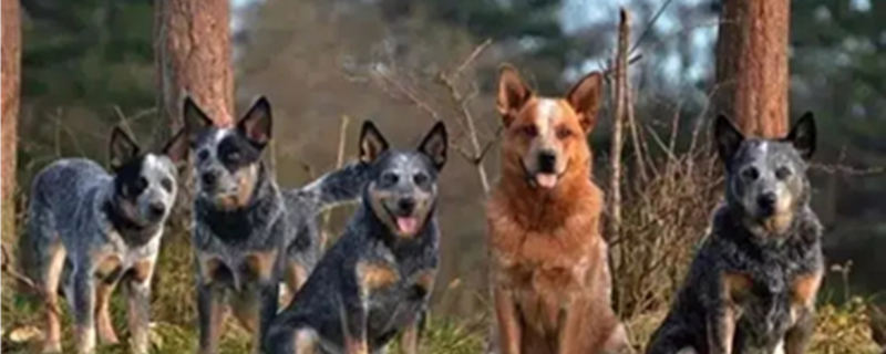 Australian Cattle Dog Personality and Appearance Traits