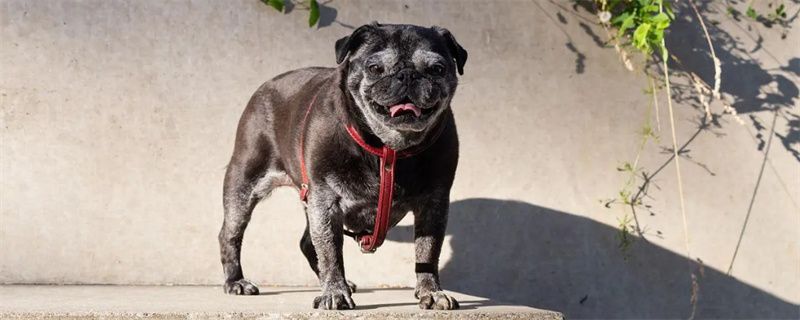 What diseases are Pug dogs prone to?