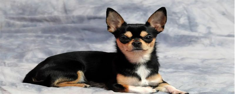 How to train Chihuahua to be obedient