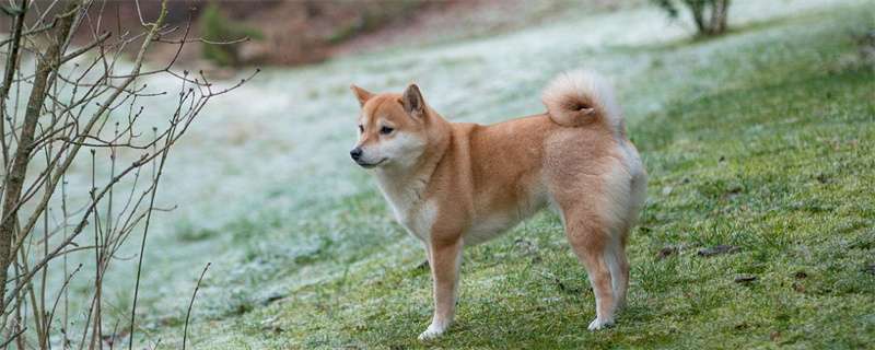 How much does a Shiba Inu weigh?