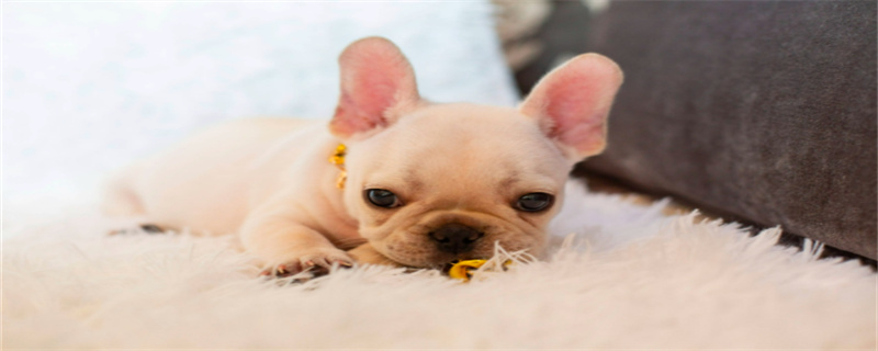 What is the best medicine for French bulldog nest cough?