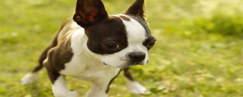 What to do if your Boston Terrier eats too much?