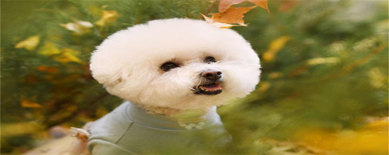 What is the average lifespan of a Pomeranian?