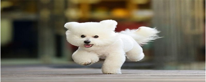 Where is the origin of the Bichon Frize?