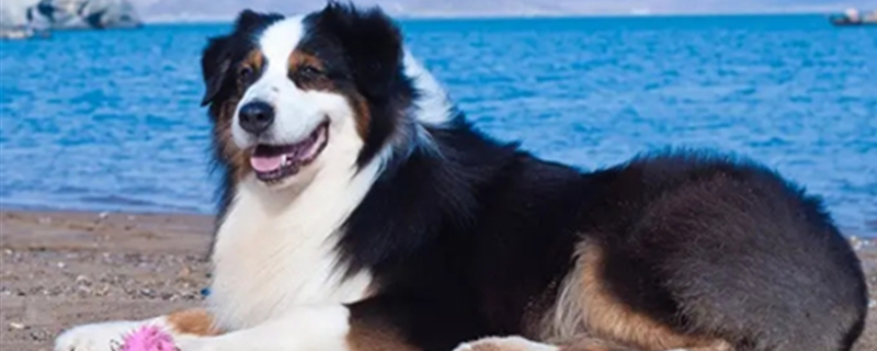 Australian Shepherd coat colors