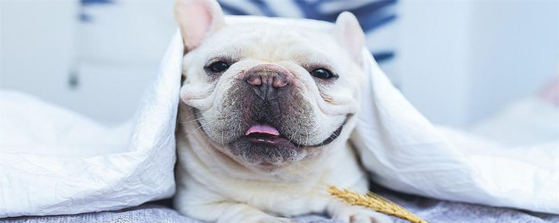 What to do if French Bulldog eats too much diarrhea