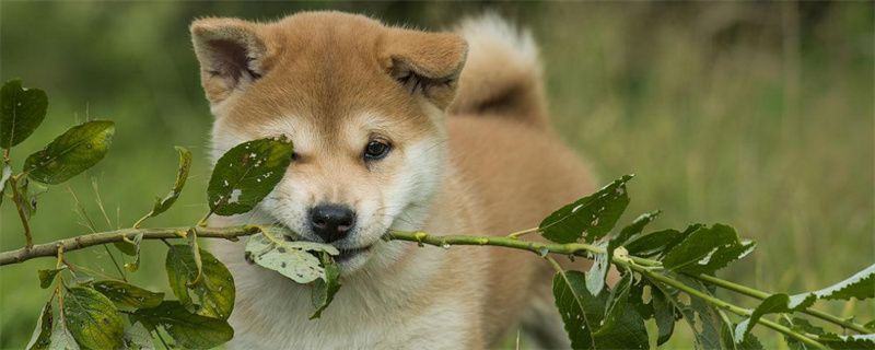 How to feed Shiba Inu