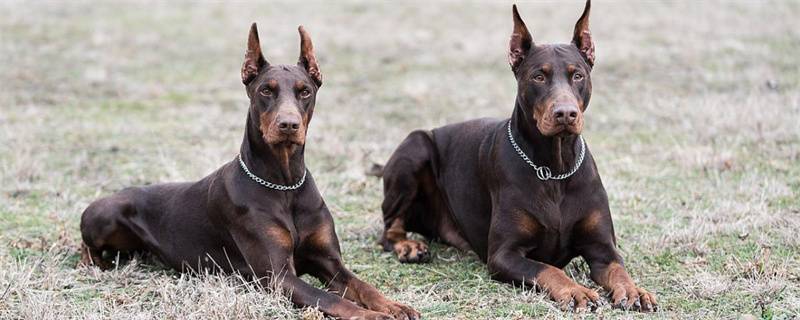 What are the main points of feeding Doberman Pinscher