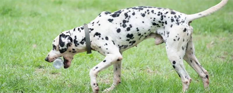 What Dalmatian Dogs Can't Eat