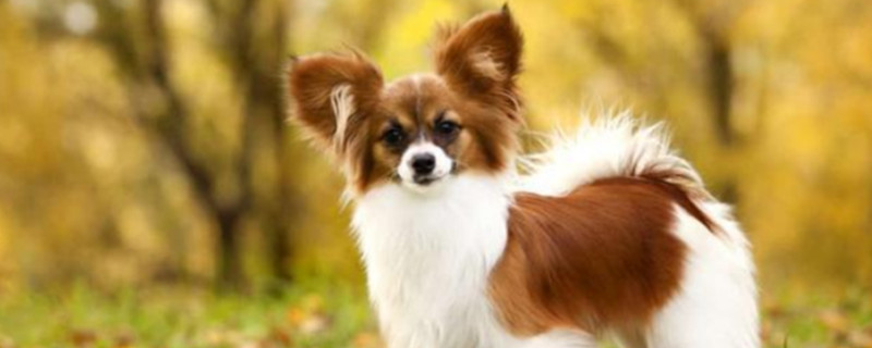 There are several kinds of coat colors of Papillon dogs