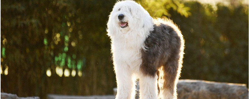 What color is the ancient English Sheepdog good?