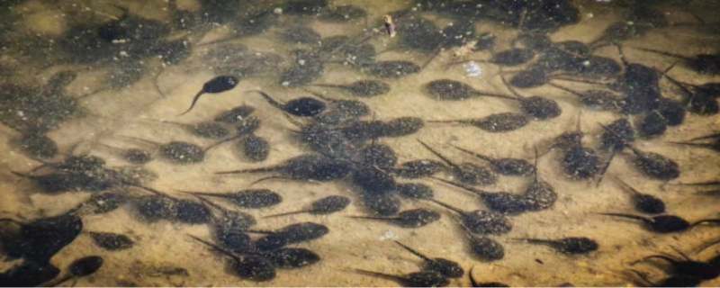 Do tadpoles grow their front legs or hind legs first?