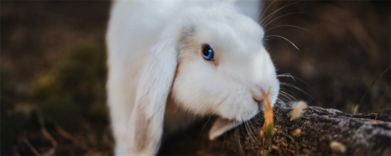 Why do rabbits die suddenly?