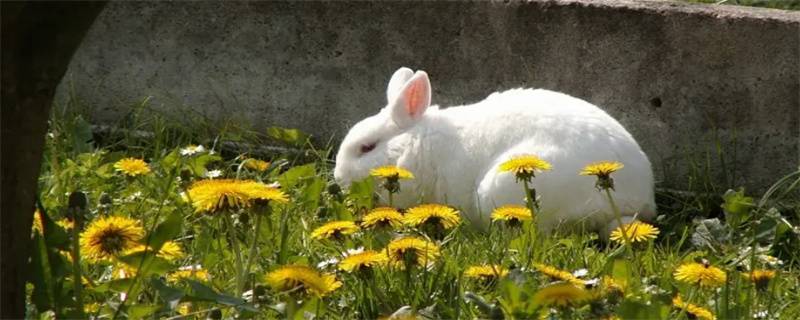 What's the matter with the rabbit's drooping ears?