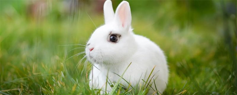 How long does a rabbit have a memory?