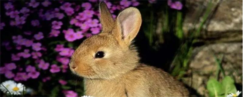 Rabbit running wild in cage