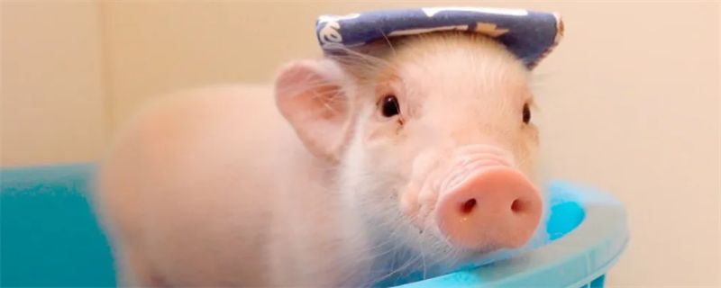 Do pigs have feelings for their owners?