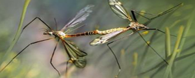 The world's largest mosquito