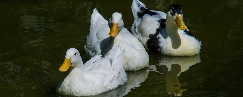 Will the duckling still recognize its owner when it grows up?