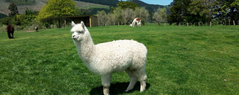 Do alpacas recognize their owners?