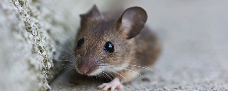 Does the house mouse recognize its owner?