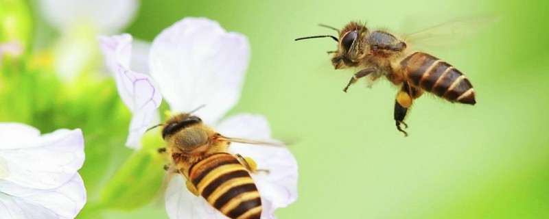 Can a bee recognize its owner?