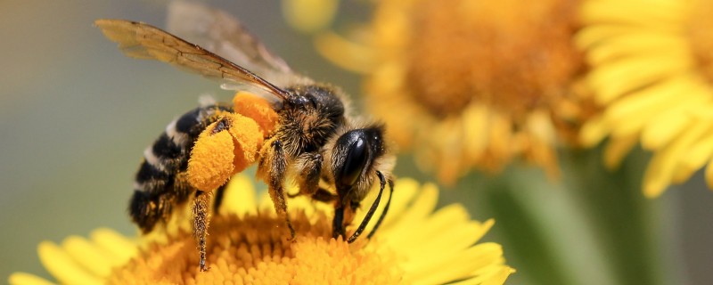 Will the queen bee recognize its owner?