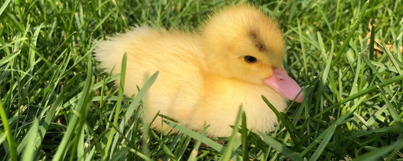 Does the pet yellow duck recognize its owner?