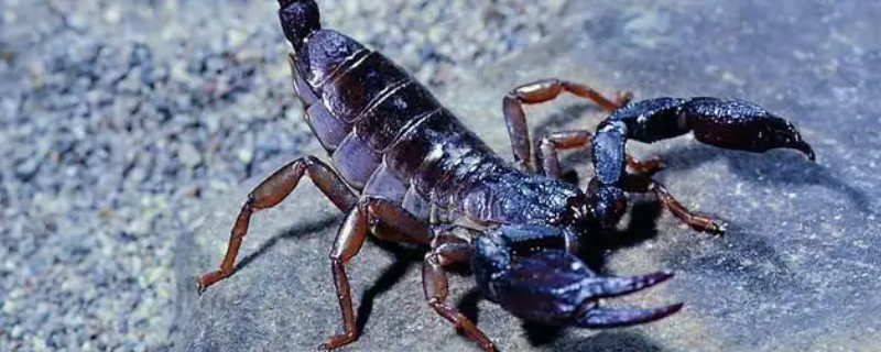 Will a scorpion recognize its owner?