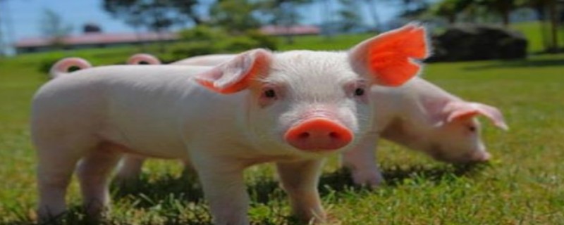 Do ordinary pigs recognize their owners?