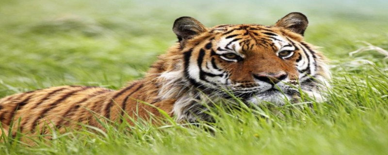 Can a tiger recognize its owner when raised?